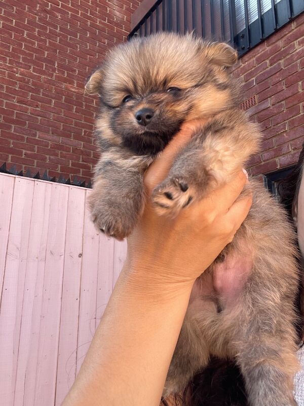Teddy Poms looking for their forever homes - Image 2 of 12