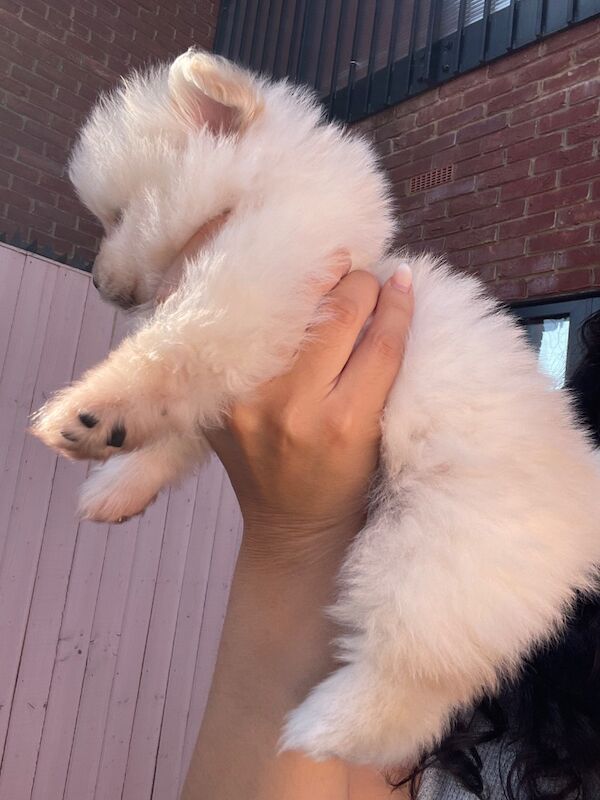 Teddy Poms looking for their forever homes - Image 3 of 12
