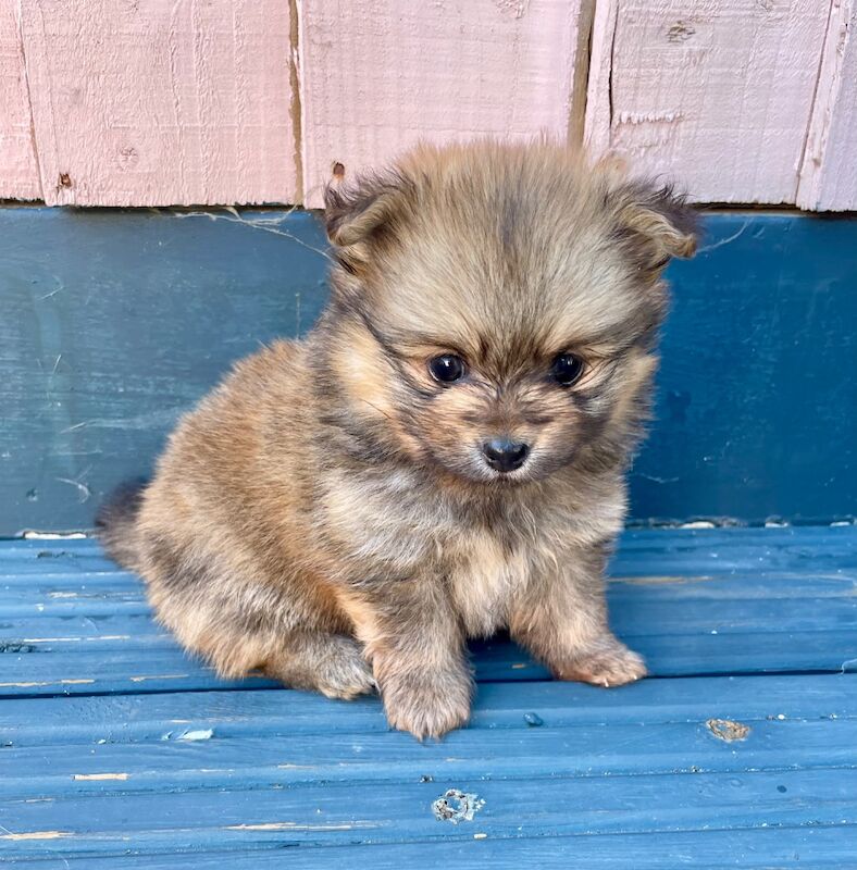 Teddy Poms looking for their forever homes - Image 4 of 12