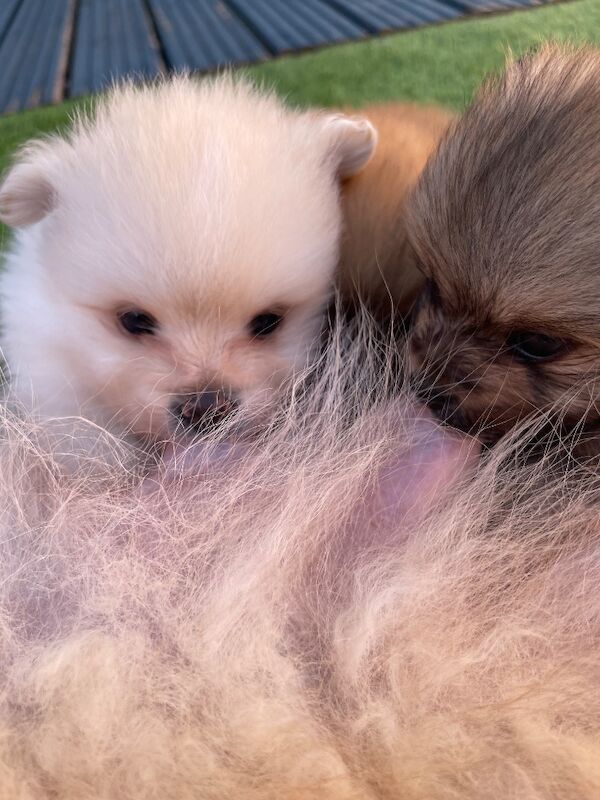 Teddy Poms looking for their forever homes - Image 5 of 12