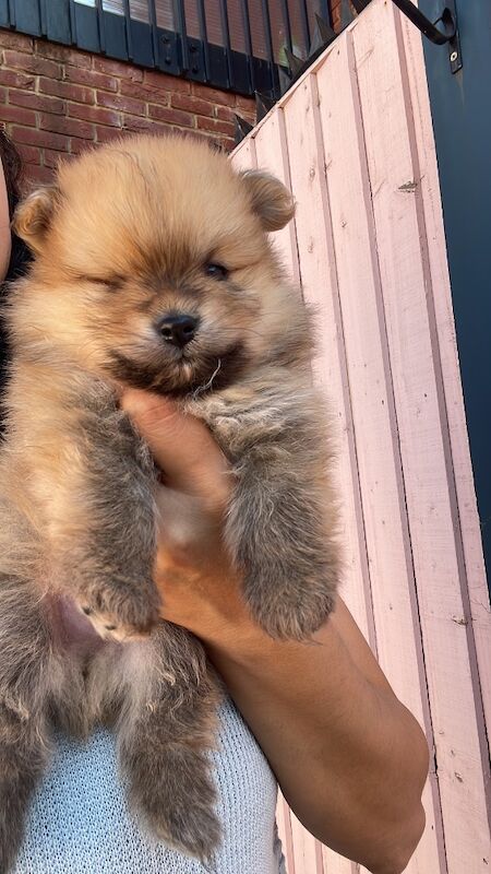 Teddy Poms looking for their forever homes - Image 6 of 12