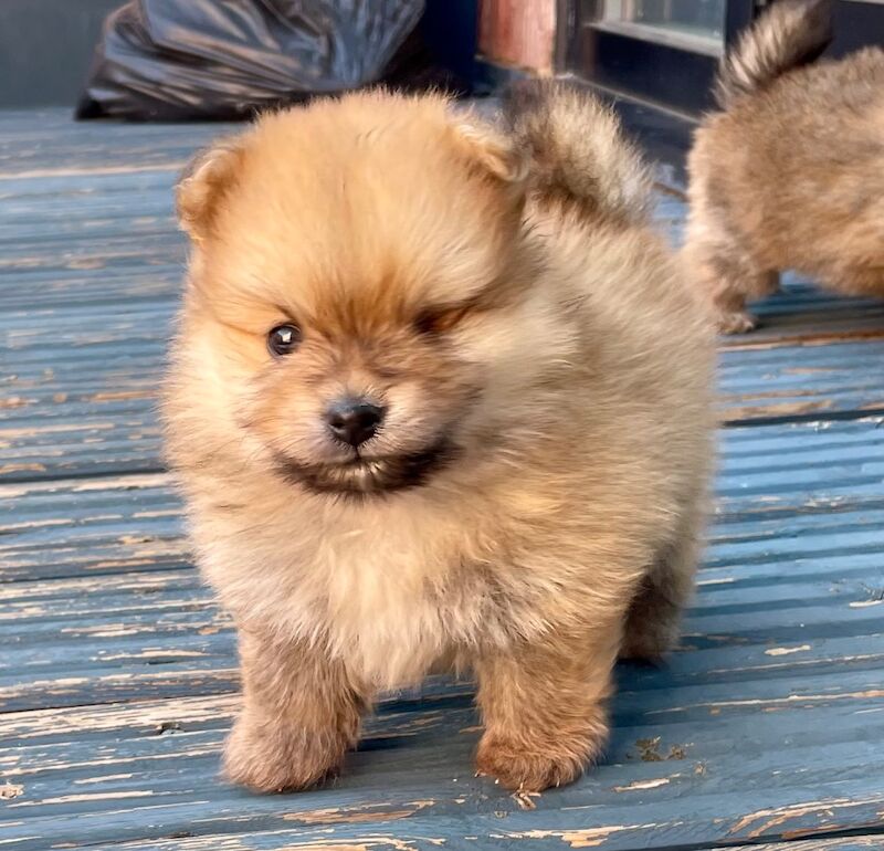 Teddy Poms looking for their forever homes - Image 7 of 12