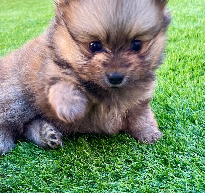 Teddy Poms looking for their forever homes - Image 8 of 12