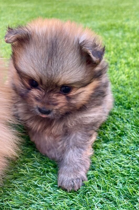 Teddy Poms looking for their forever homes - Image 9 of 12
