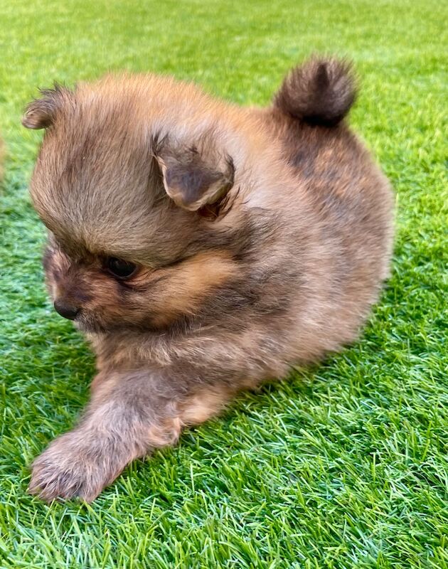 Teddy Poms looking for their forever homes - Image 10 of 12