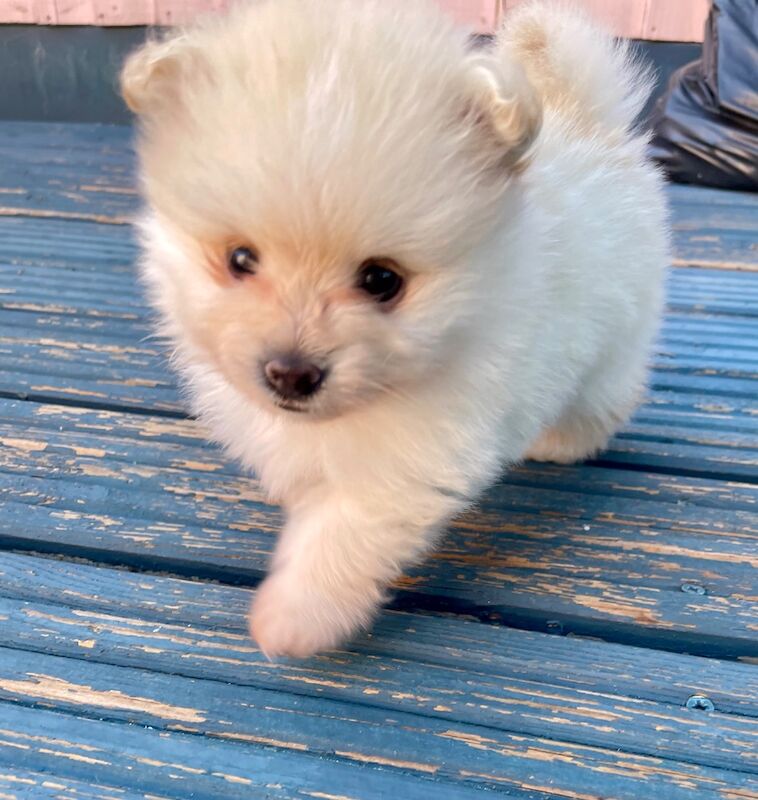 Teddy Poms looking for their forever homes - Image 11 of 12