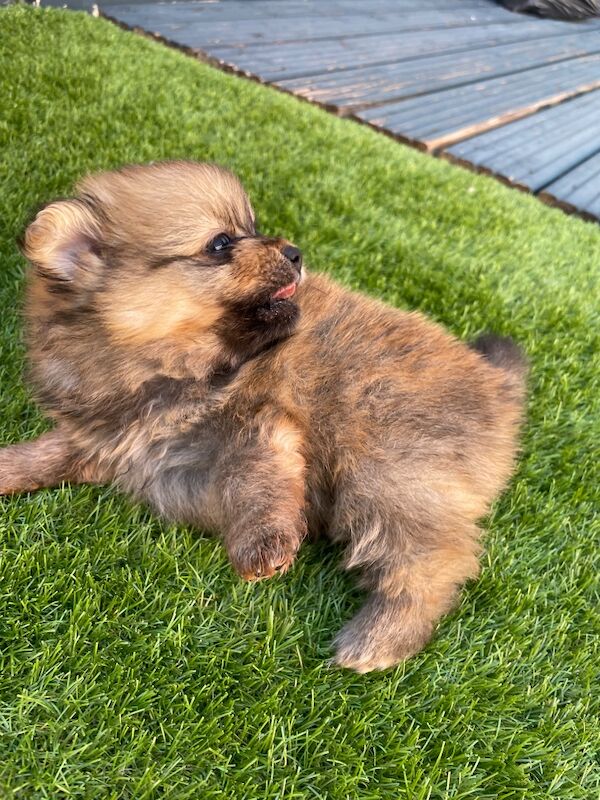 Teddy Poms looking for their forever homes - Image 12 of 12