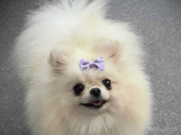 ** TINY WHITE FEMALE ** for sale in Plymouth, Devon - Image 1
