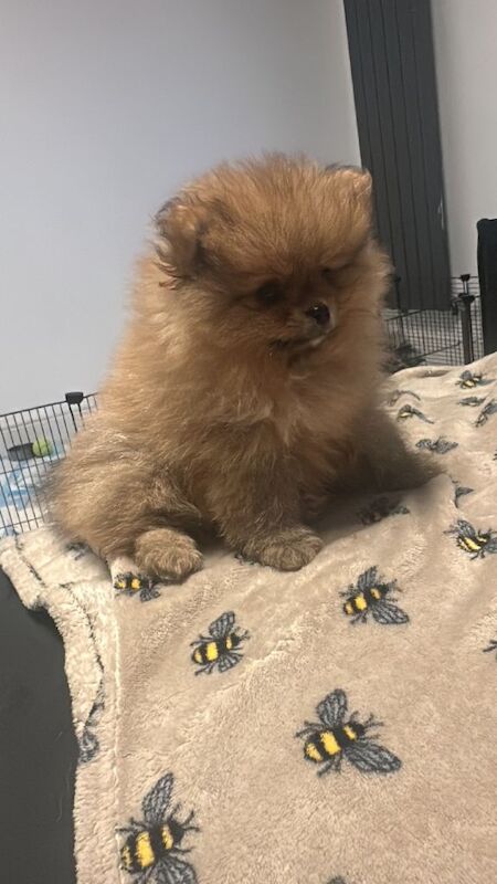 Pomeranian Puppies For Sale