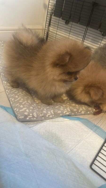 Title Outstanding Teddy Bear Line - Champion blood line - Image 2 of 5