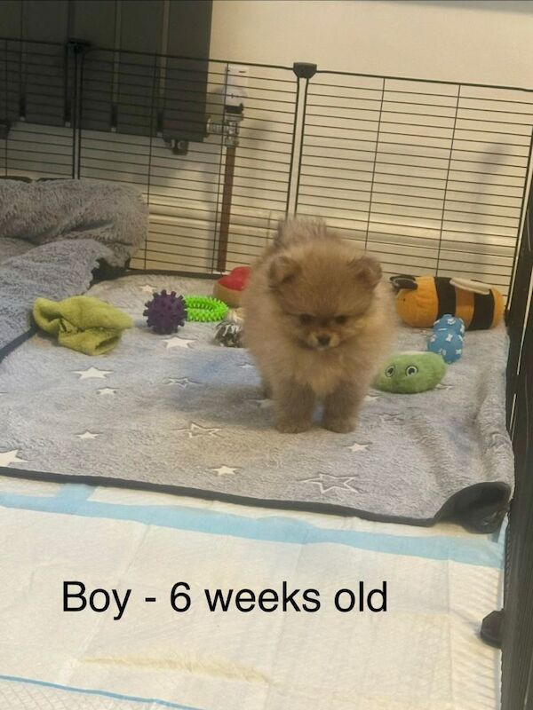 Title Outstanding Teddy Bear Line - Champion blood line - Image 4 of 5