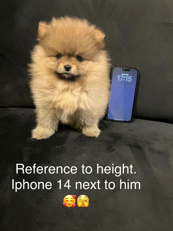 Title Outstanding Teddy Bear Line - Champion blood line - Image 5 of 5