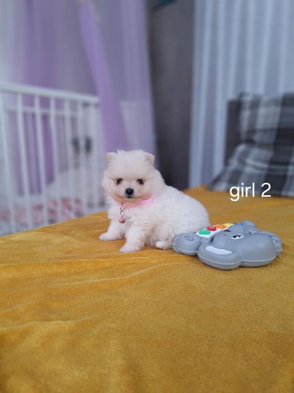 Pomeranian puppies for sale in Leicester, Leicestershire – 8 weeks old