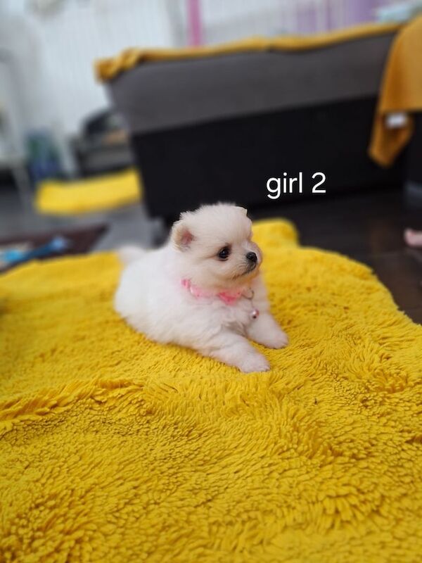Pomeranian puppies for sale in Leicester, Leicestershire – 8 weeks old - Image 2 of 3