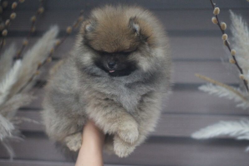 Top Quality Pedigree Pomeranian Puppies – Crufts Winning Line - Image 2 of 6