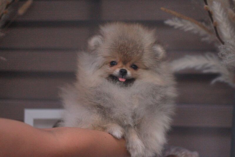 Top Quality Pedigree Pomeranian Puppies – Crufts Winning Line - Image 3 of 6