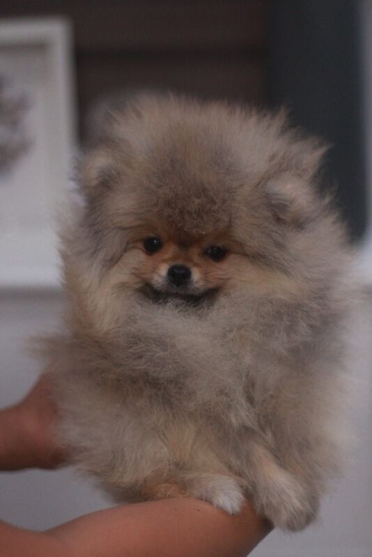 Top Quality Pedigree Pomeranian Puppies – Crufts Winning Line - Image 4 of 6