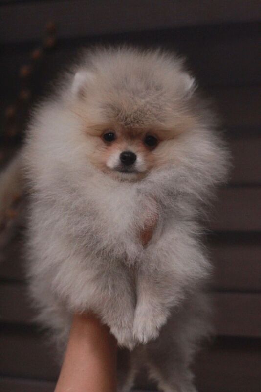 Top Quality Pedigree Pomeranian Puppies – Crufts Winning Line - Image 5 of 6