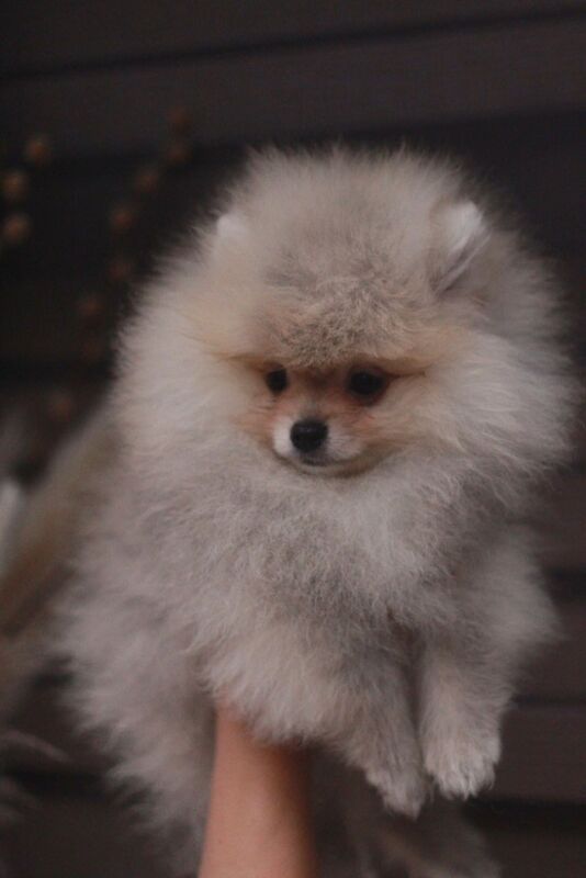 Top Quality Pedigree Pomeranian Puppies – Crufts Winning Line - Image 6 of 6