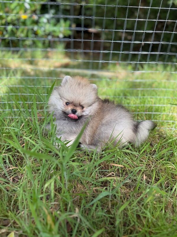 Top Quality Tiny Pomeranians Puppies for sale in Shirley, West Midlands