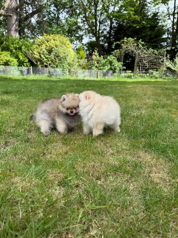 Top Quality Tiny Pomeranians Puppies for sale in Shirley, West Midlands - Image 2