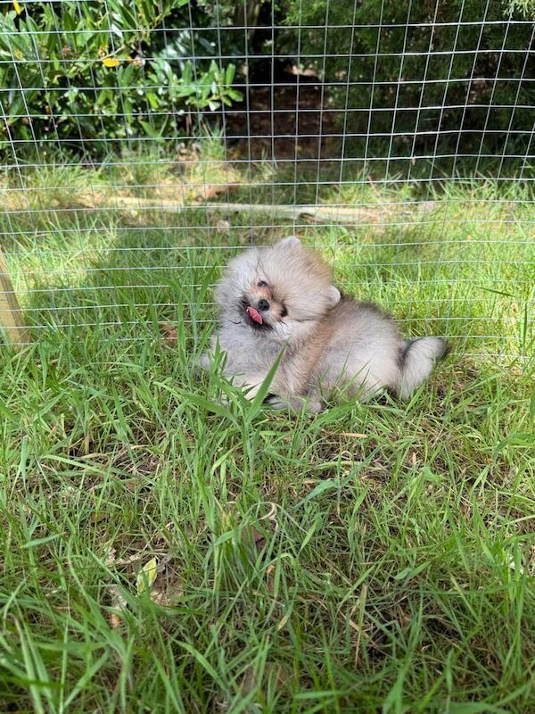Top Quality Tiny Pomeranians Puppies for sale in Shirley, West Midlands - Image 3