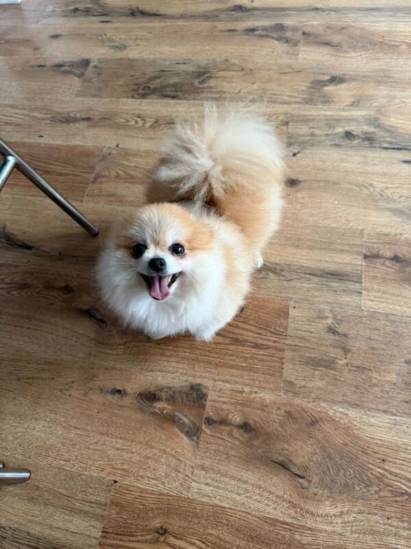 Pomeranian puppies for sale in London – 1 year old