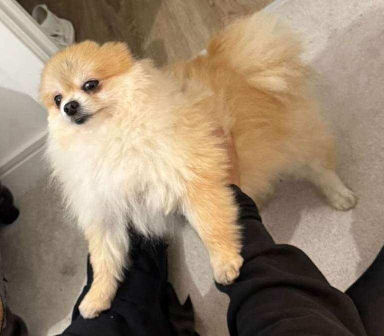 Toy Pomeranian - Image 2 of 5