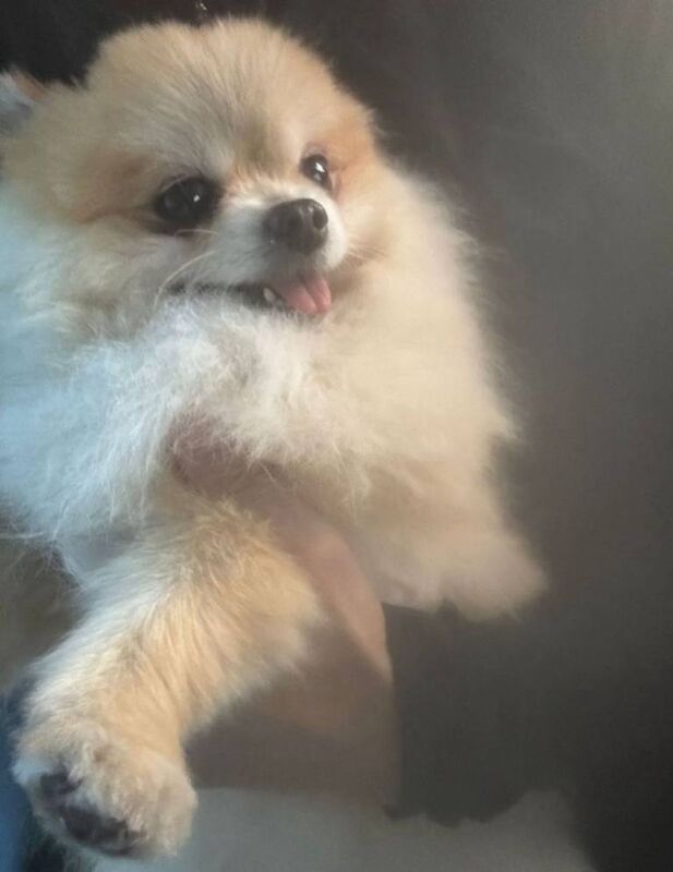 Toy Pomeranian - Image 3 of 5