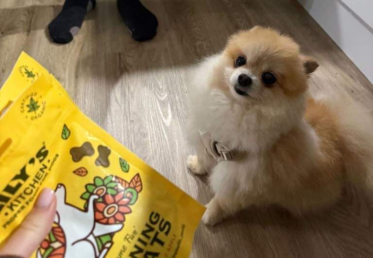 Toy Pomeranian - Image 4 of 5