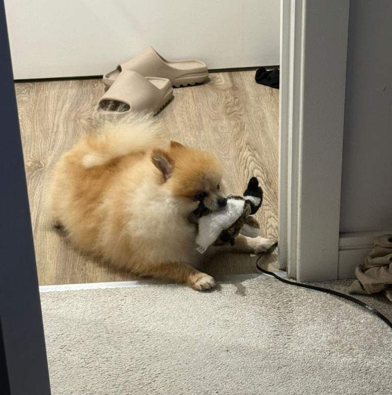 Toy Pomeranian - Image 5 of 5