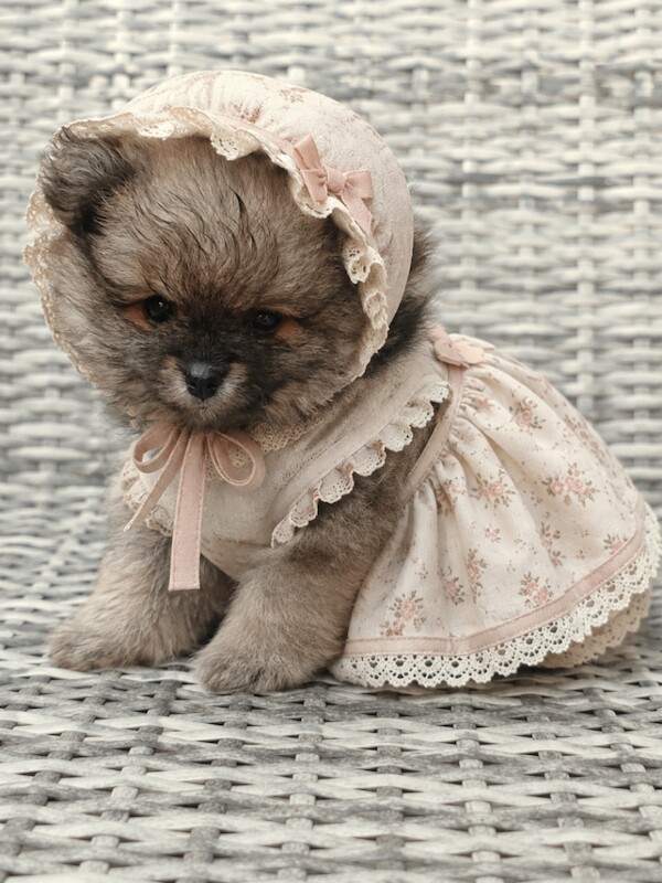 Pomeranian puppies