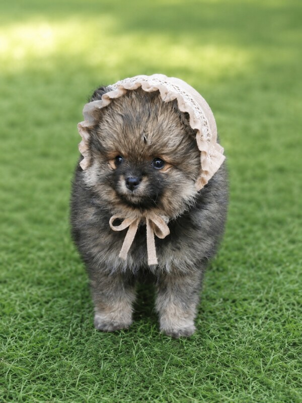 Pomeranian puppies - Image 2 of 6