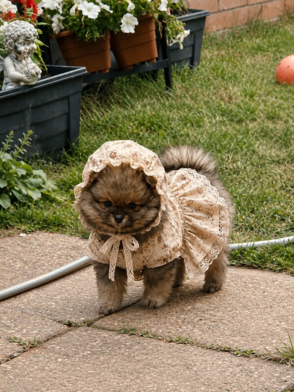 Pomeranian puppies - Image 3 of 6