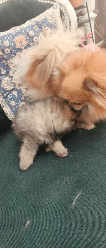 Pomeranian puppies - Image 4 of 6