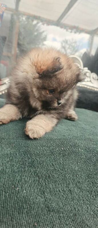 Pomeranian puppies - Image 5 of 6