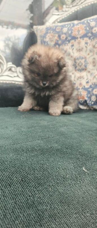 Pomeranian puppies - Image 6 of 6