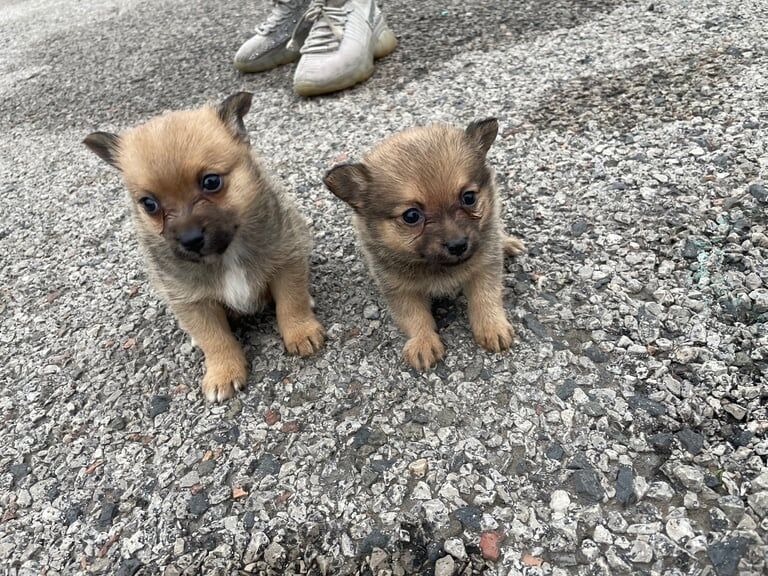 Pomeranian puppies for sale in Walton, Merseyside – 8 weeks old