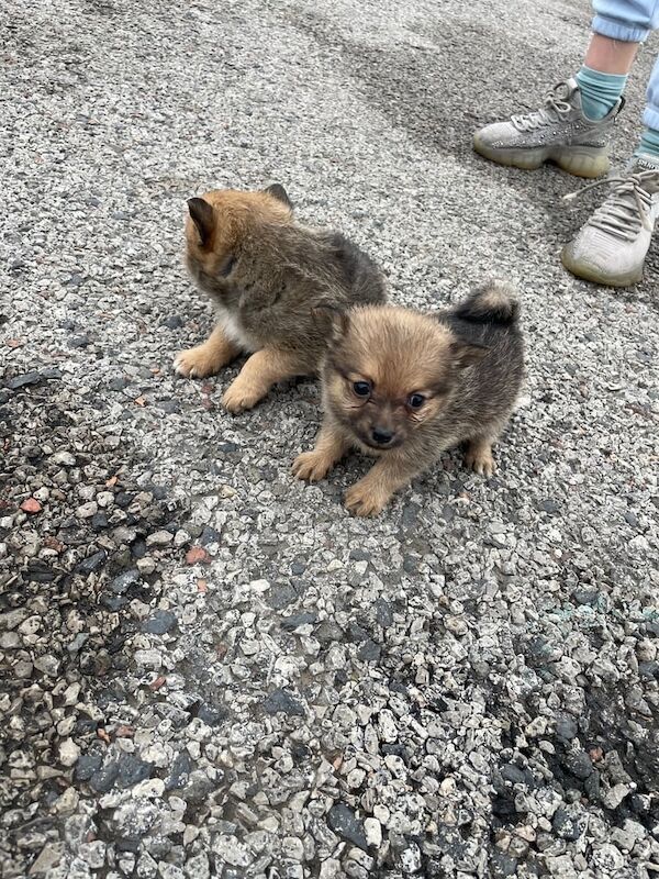 Pomeranian puppies for sale in Walton, Merseyside – 3 months old - Image 2 of 4