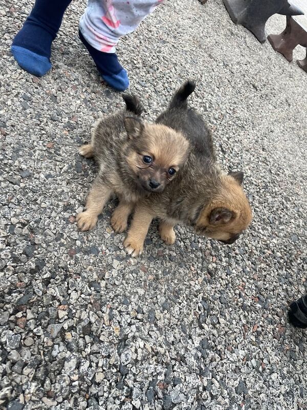 Pomeranian puppies for sale in Walton, Merseyside – 3 months old - Image 3 of 4