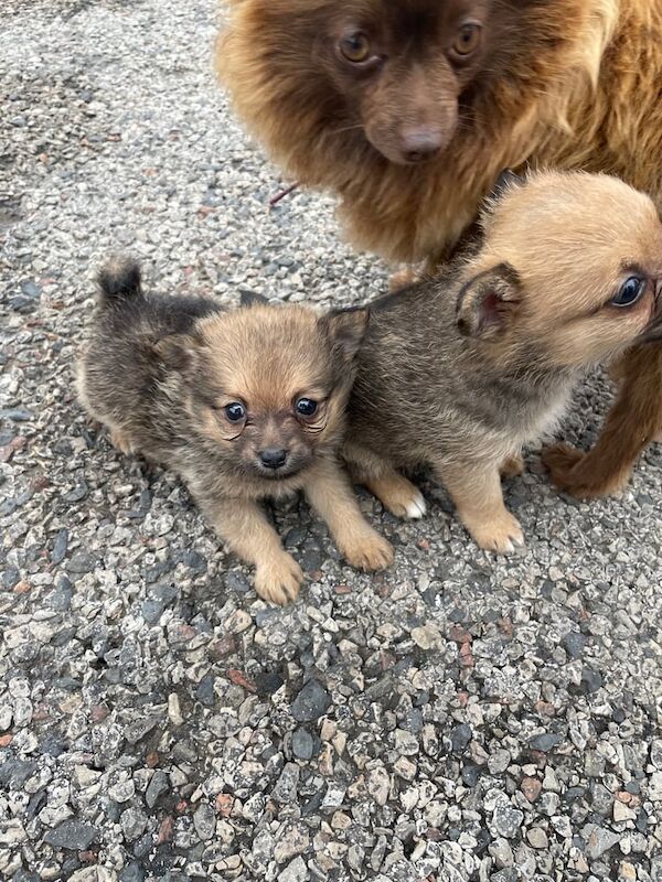 Pomeranian puppies for sale in Walton, Merseyside – 3 months old - Image 4 of 4