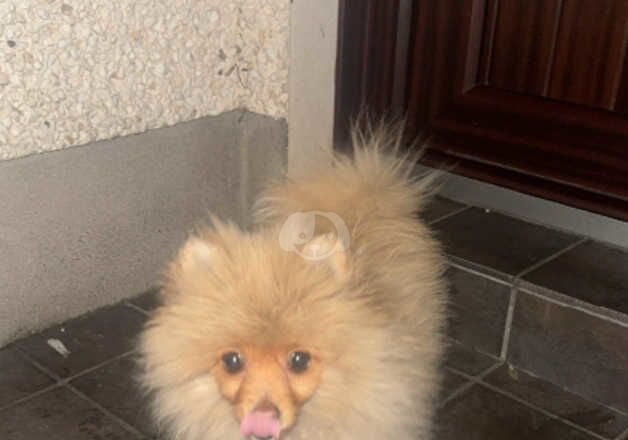 Toy Pomeranian Puppy - Image 2 of 5