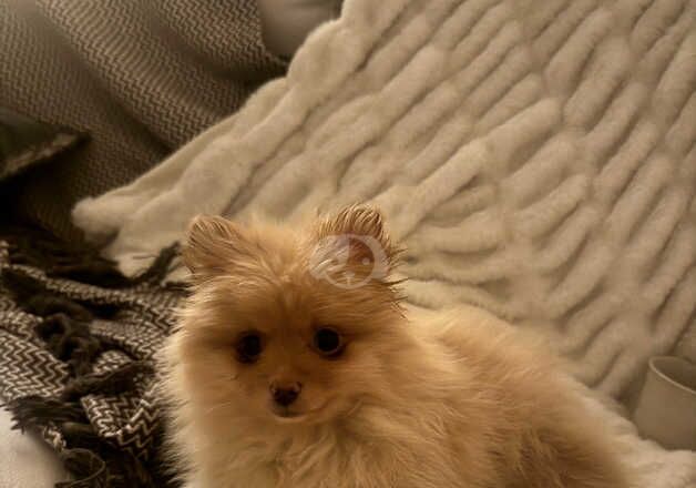 Toy Pomeranian Puppy - Image 4 of 5
