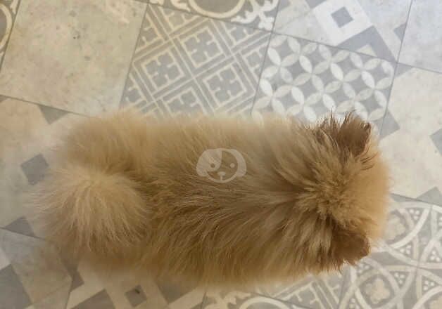 Toy Pomeranian Puppy - Image 5 of 5