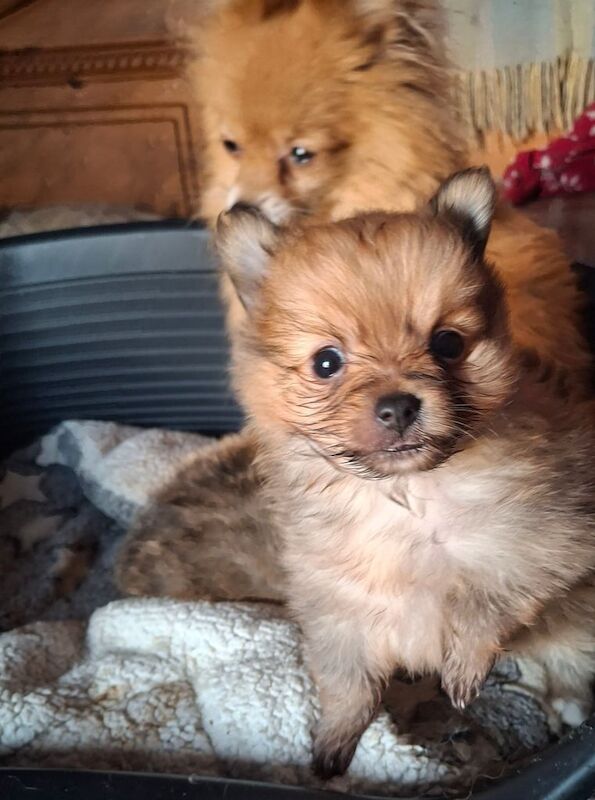 Pomeranian puppies for sale in Durham, Durham – 1 year old - Image 2 of 3