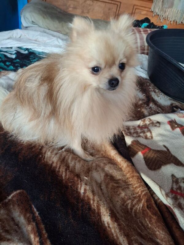 Pomeranian puppies for sale in Durham, Durham – 1 year old - Image 3 of 3