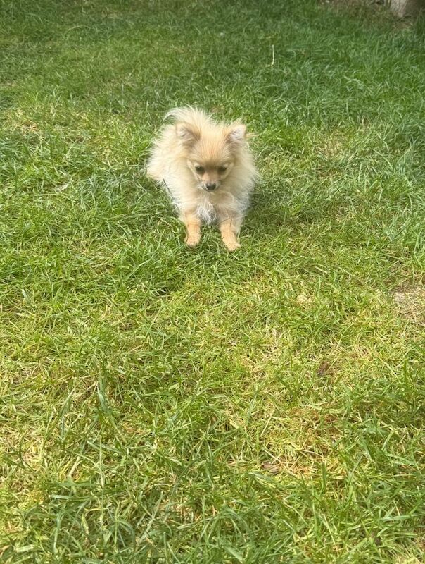 Toy size Pomeranian sweet girl