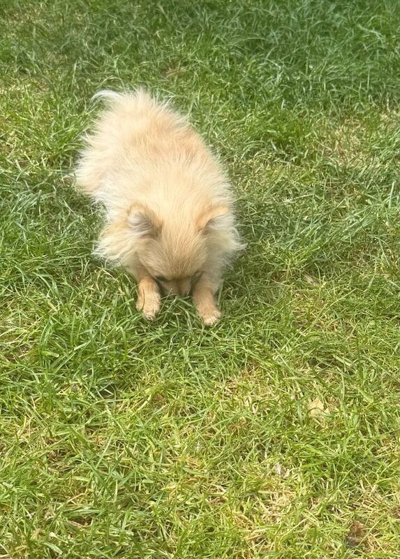 Toy size Pomeranian sweet girl - Image 2 of 3