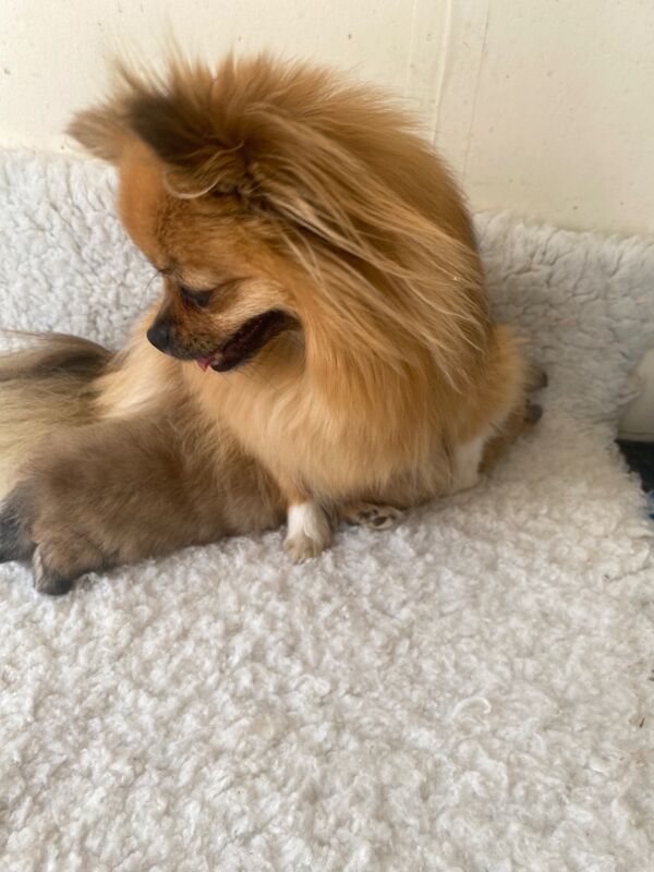 Pomeranian puppies for sale in Cambridgeshire – 8 weeks old