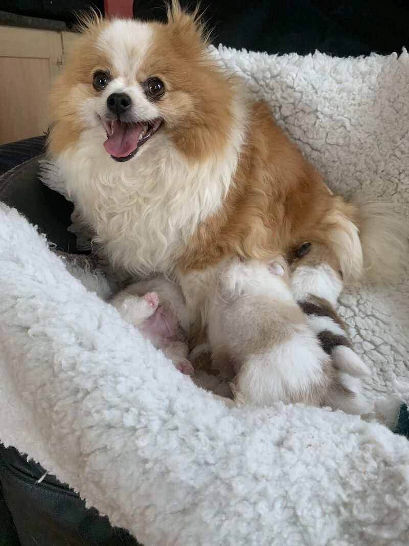 True Pomeranians for sale in Cambridge, Cambridgeshire | Image 4